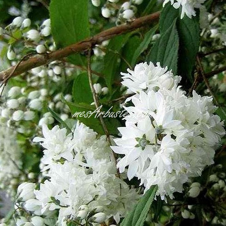 Arbuste à fleurs blanches printemps