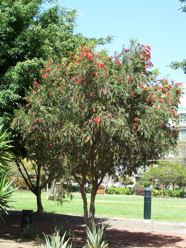 Arbre feuillage permanent