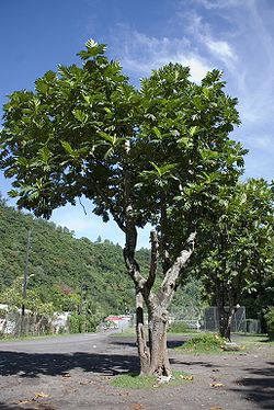 Arbre ornement persistant