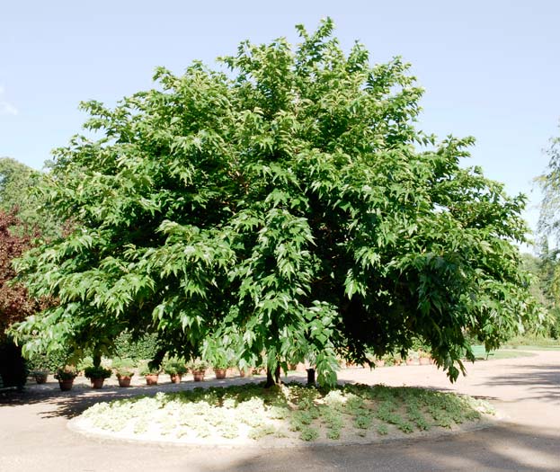 Arbres à fleurs persistant