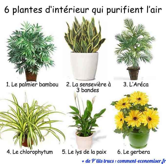 Plante de collection