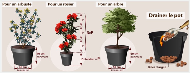 Arbuste a fleur en pot exterieur