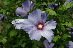 Arbuste fleur violette