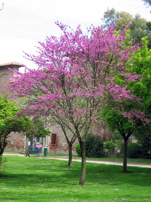 Petit arbre fleuri