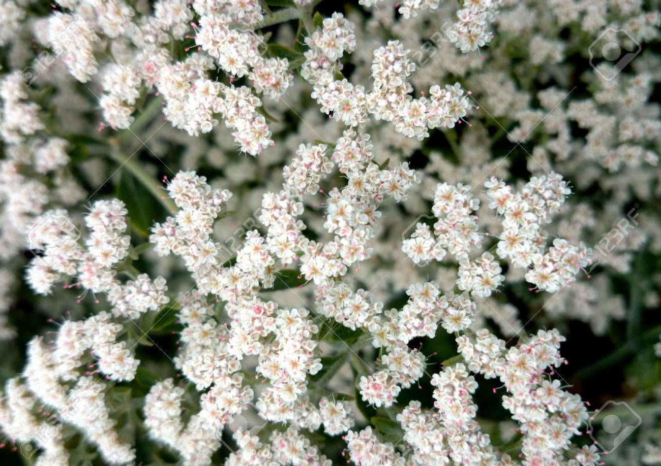 Arbuste a petite fleur blanche