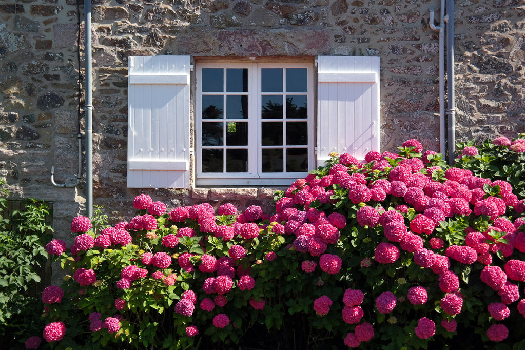 Arbuste plein soleil rustique