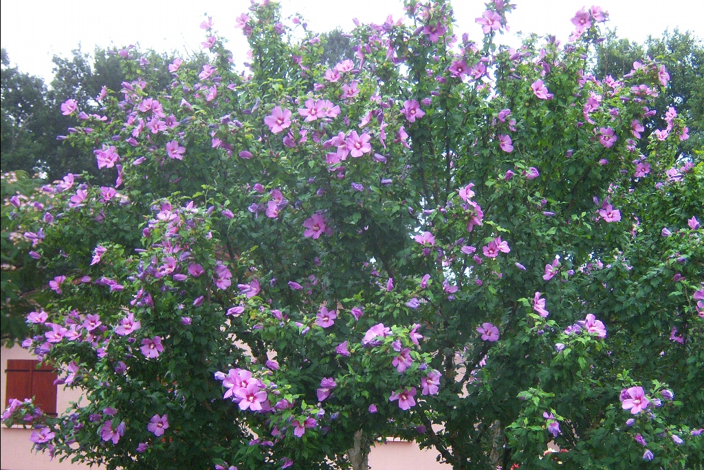 Arbuste persistant a fleur violette