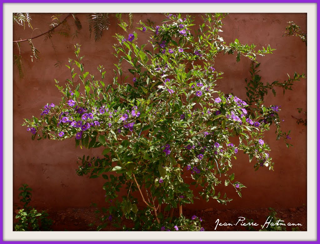 Petit arbuste a fleur violette