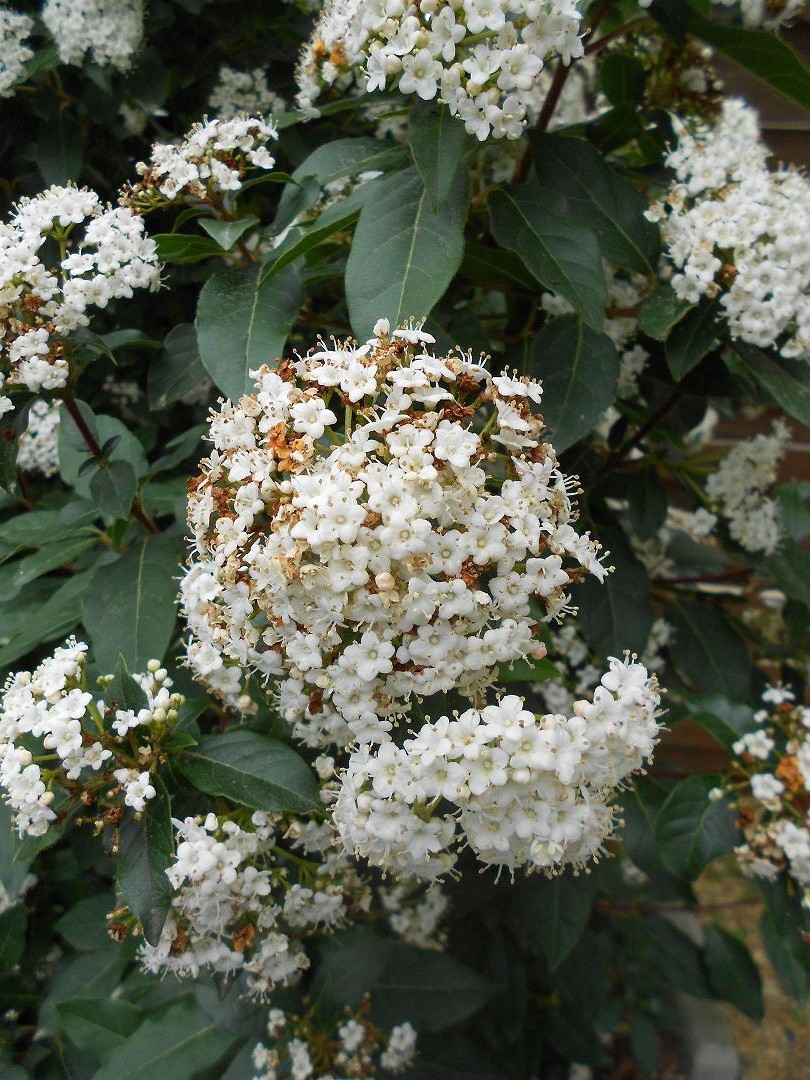 Arbustre fleur blanche