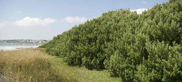 Haie de cupressus