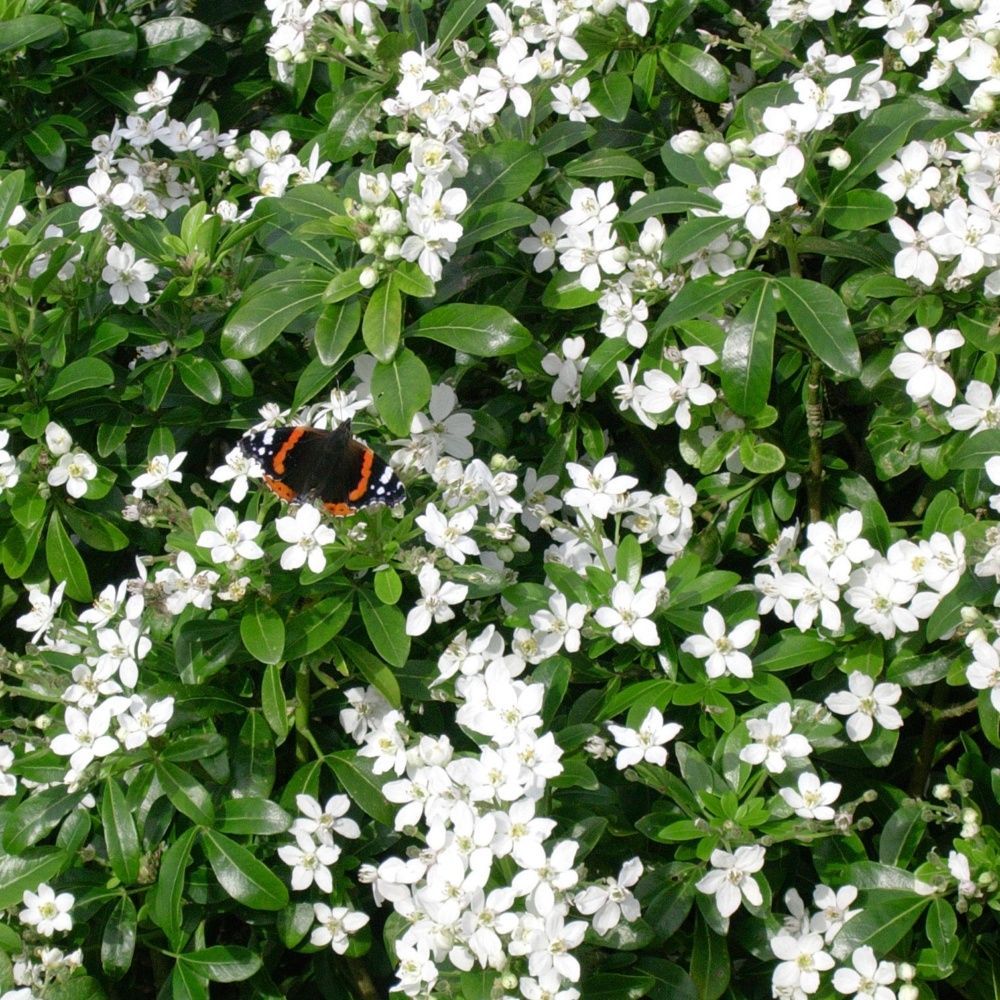 Arbuste haie fleurie persistant