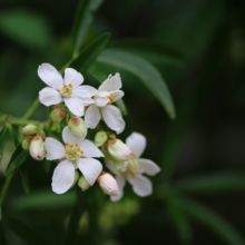 Liste arbuste fleuri