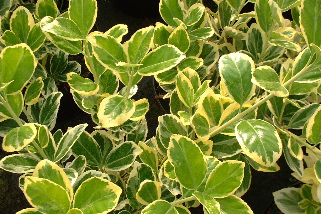 Arbuste feuille verte et blanche