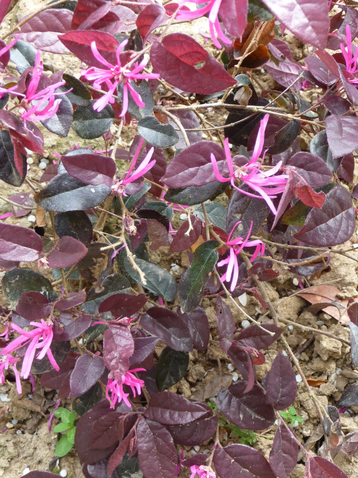 Arbuste pourpre fleurs