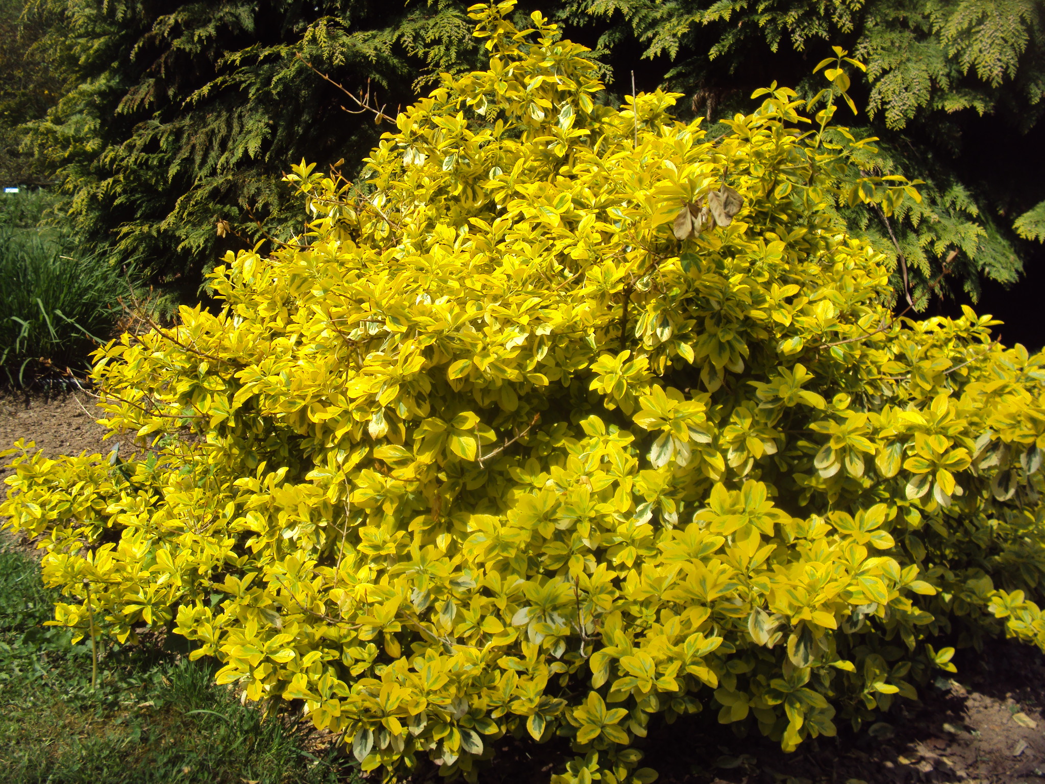Arbuste fleurs jaunes feuillage persistant