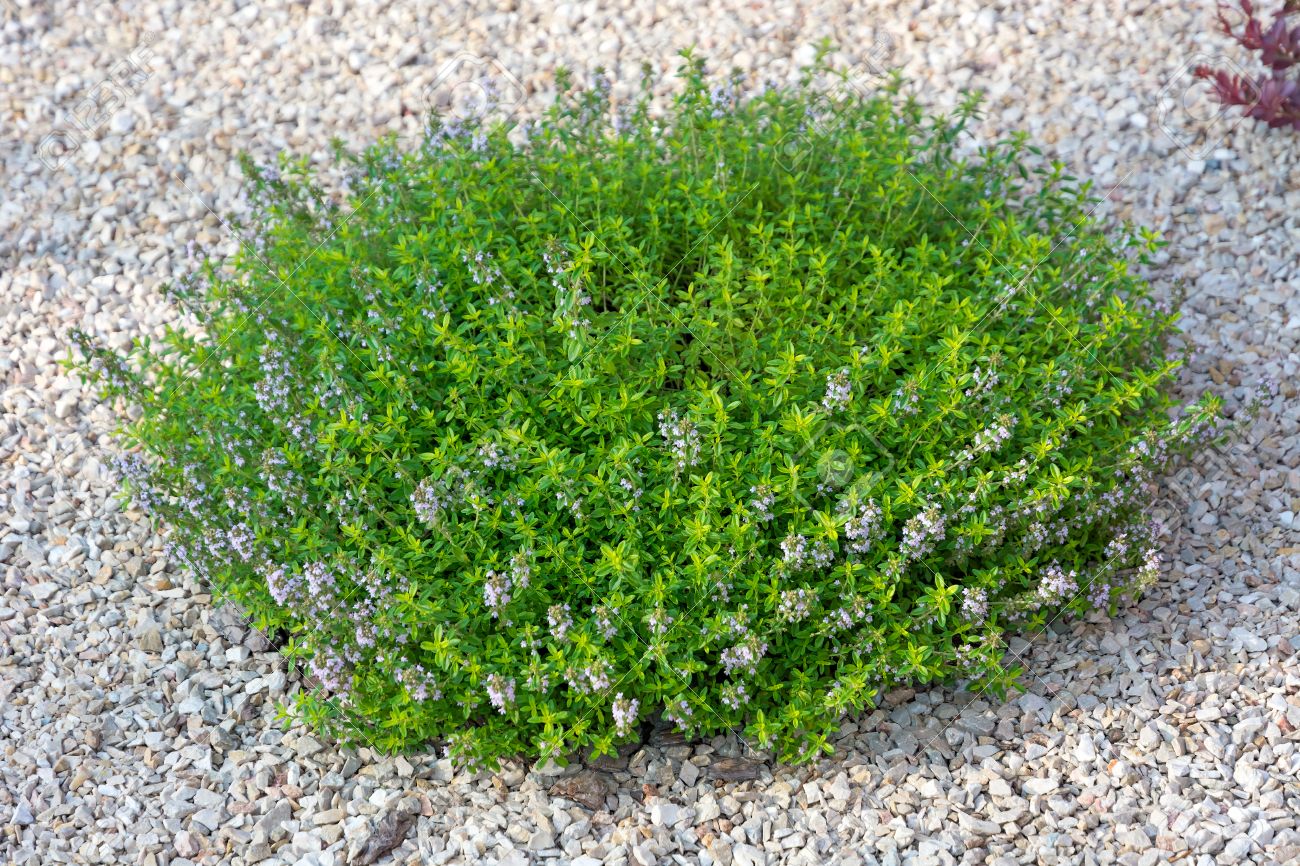 Petit Buisson Fleur De Passion Petit Buisson Fleur De Passion