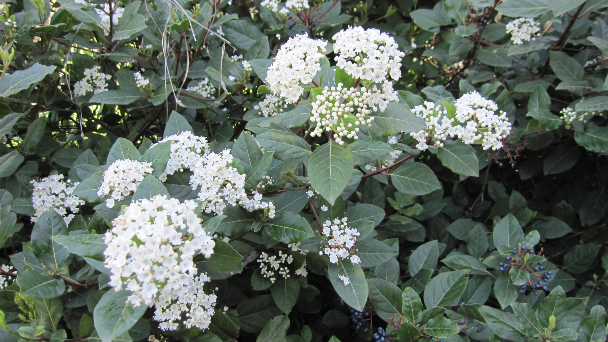 Arbuste petite fleur blanche