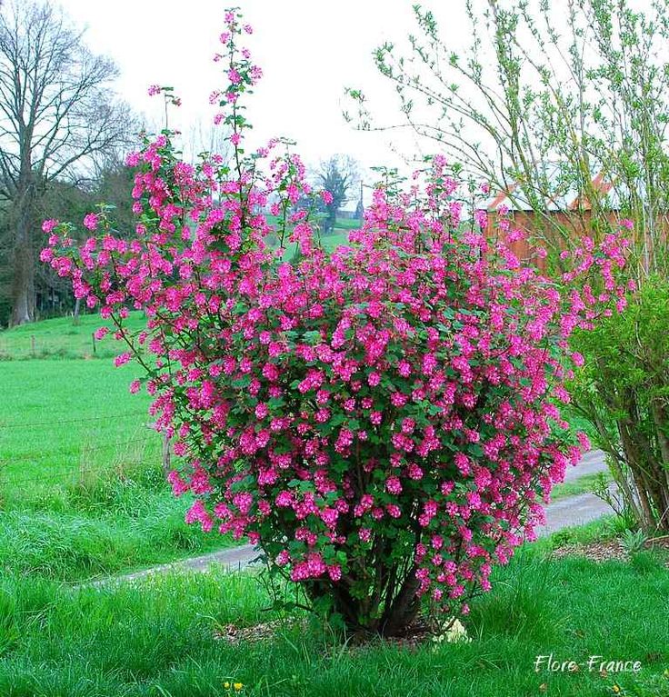 Petit arbre fleurs roses