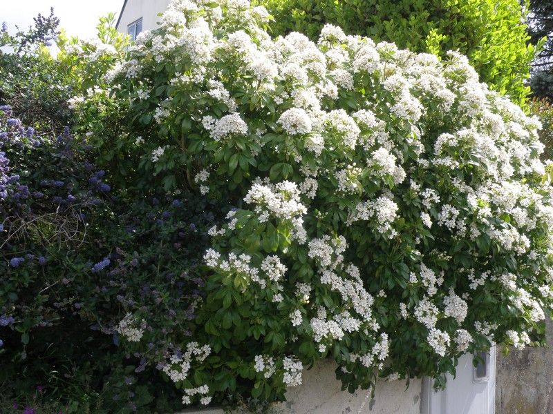 Arbuste fleuri blanc