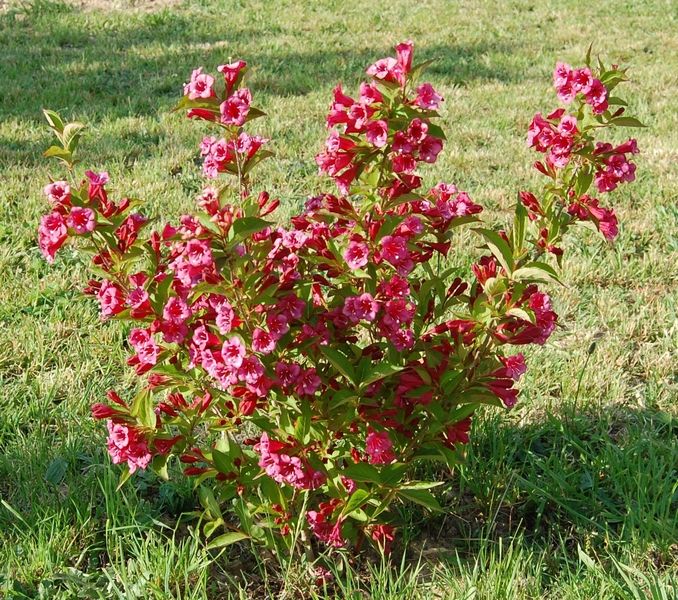 Arbuste à fleurs roses été