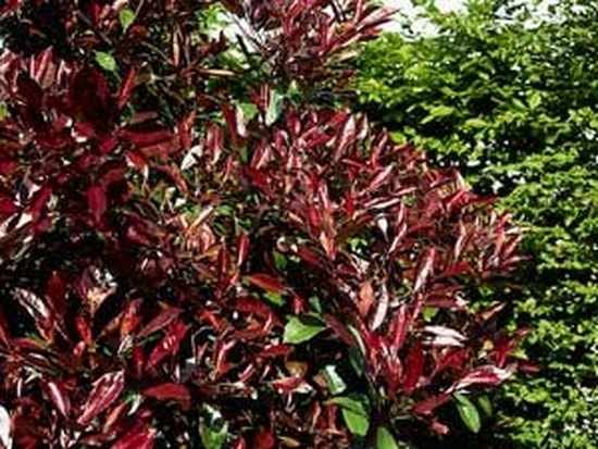 Arbuste persistant feuillage rouge