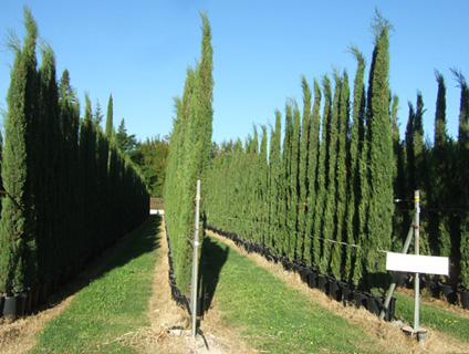 Vente arbre grande taille