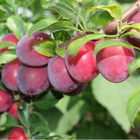 Les arbre fruitier