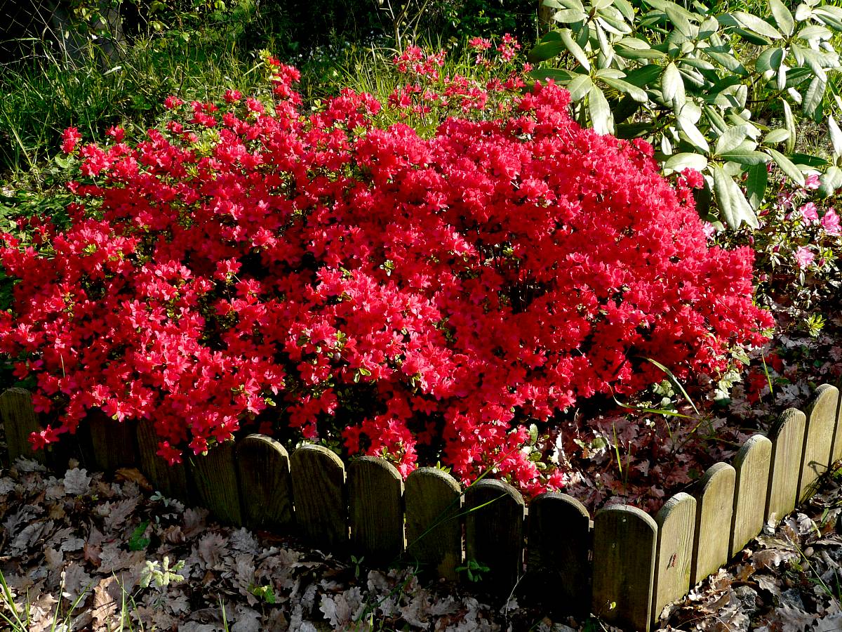 Plante fleurie feuillage persistant