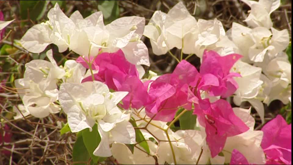 Arbuste feuille rose