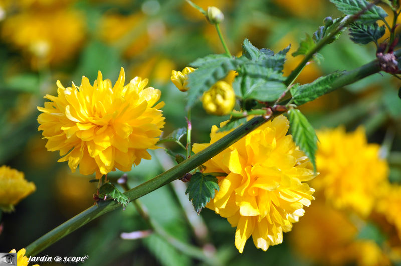 Arbuste jaune