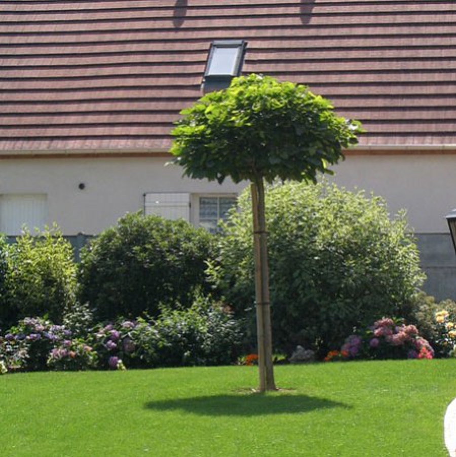 Arbre petite taille feuillage persistant