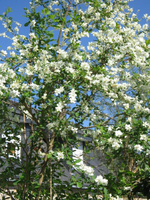 Arbre à fleurs blanches