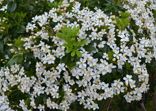 Arbuste à fleurs blanches