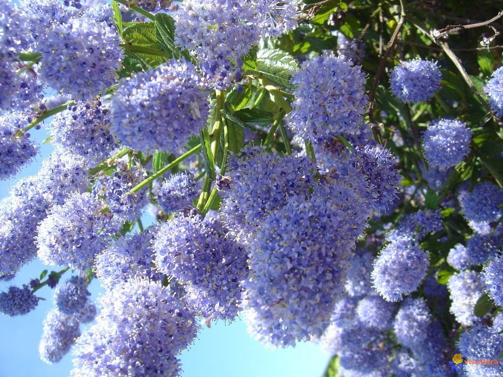 Arbuste à fleurs bleues