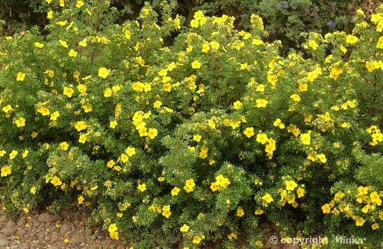 Arbuste haie fleur jaune