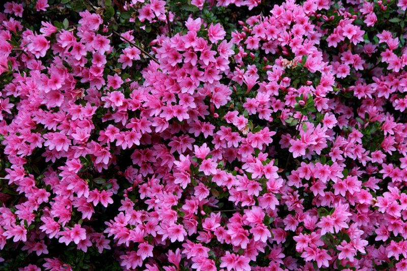 Les plus beaux arbustes à fleurs