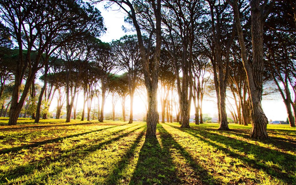 Ombre arbre