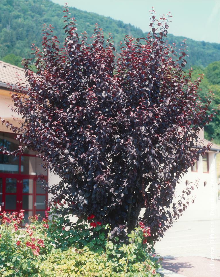 Arbre en pot feuillage persistant