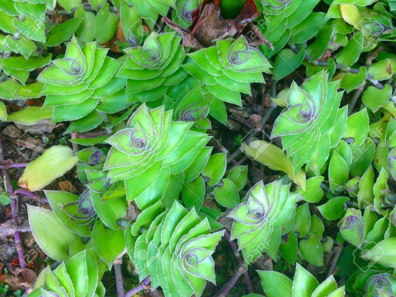 Plante a feuilles persistantes