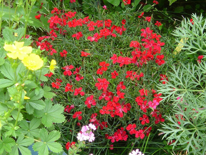 Arbuste à petites fleurs rouges