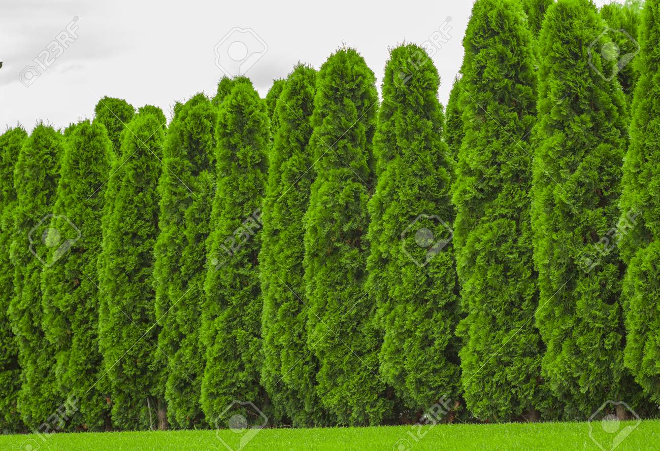 Plantes à feuilles persistantes