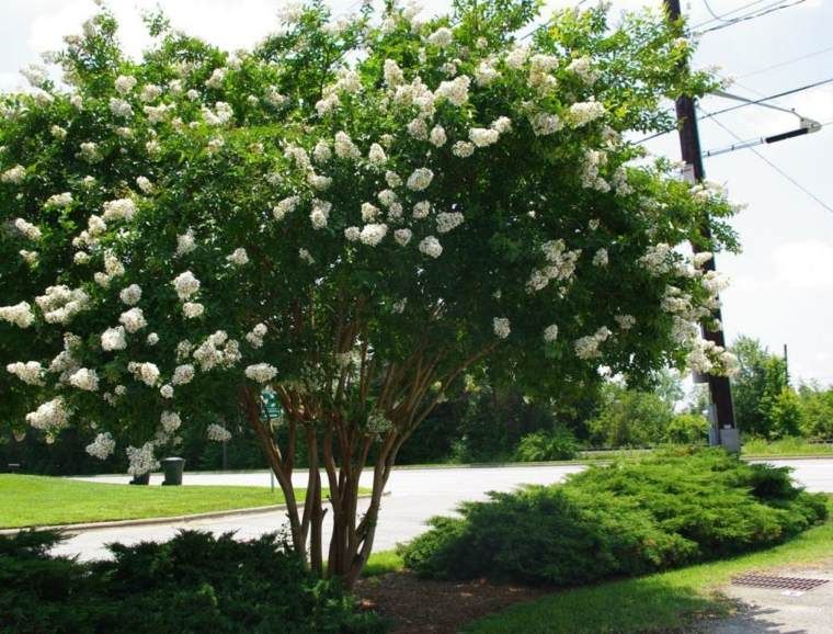 Arbuste persistant à fleurs croissance rapide