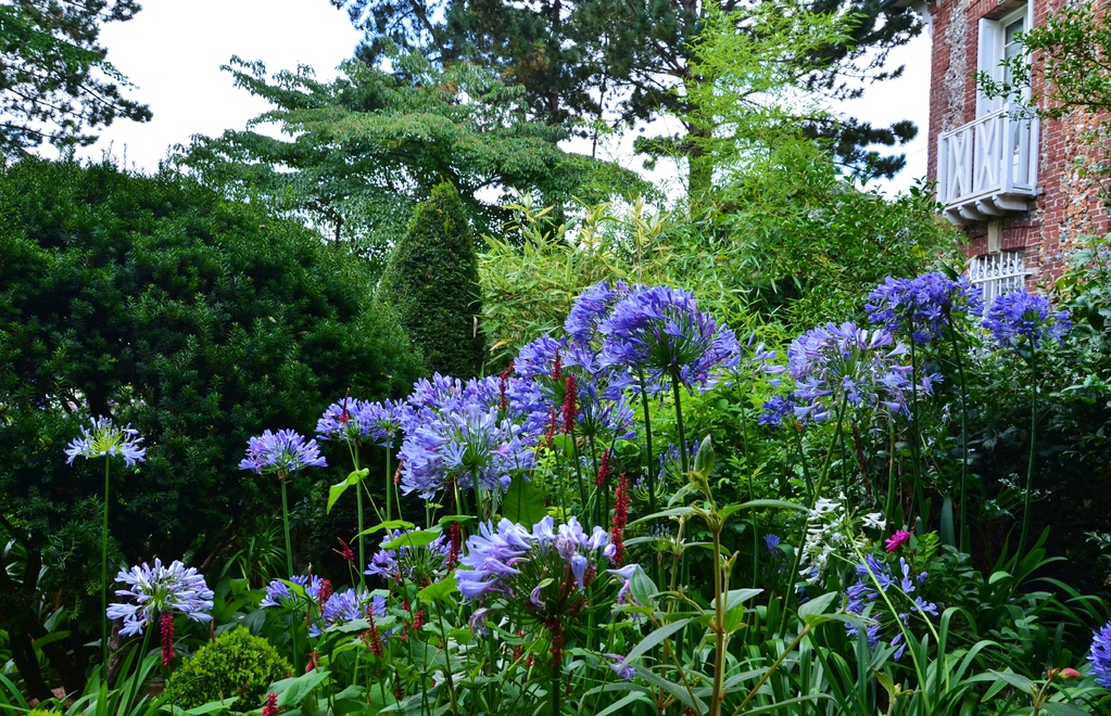 Plantes massif feuillage persistant