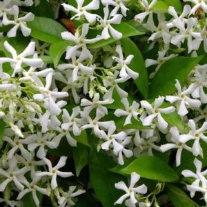 Plantes a feuillage persistant pour balcon