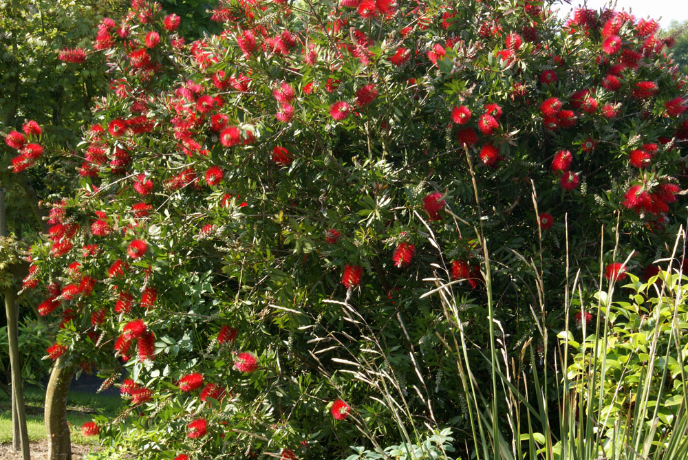 Arbuste persistant fleuri rouge