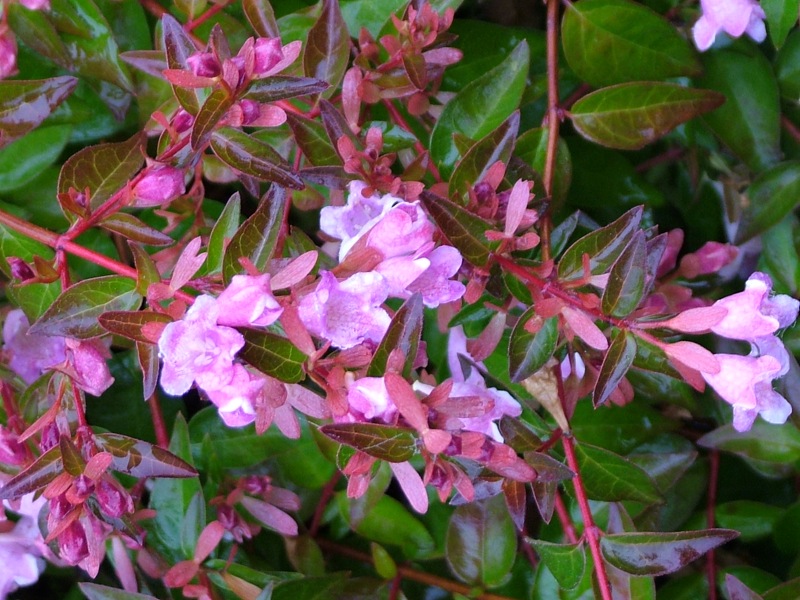 Plantes ou arbustes persistants