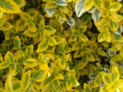 Arbuste persistant jaune
