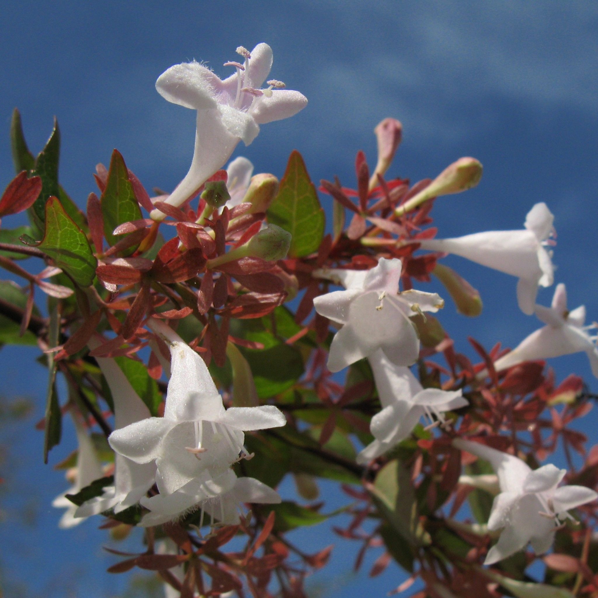 Catalogue arbustes fleurs