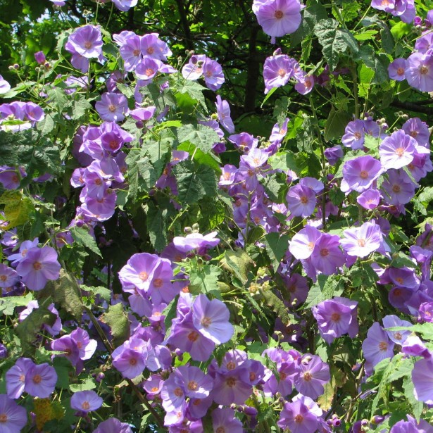 Arbuste persistant a fleur violette