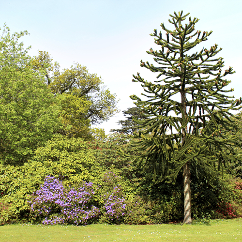 Grand arbuste feuillage persistant